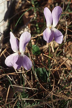 Viola reichenbachiana \ Wald-Veilchen / Early Dog Violet, Kroatien/Croatia Velebit 8.4.2006
