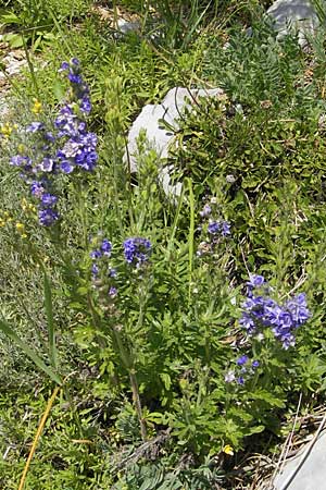 Veronica austriaca subsp. jacquinii \ Jacquins Ehrenpreis / Jacquin's Speedwell, Kroatien/Croatia Velebit Oltare 29.6.2010