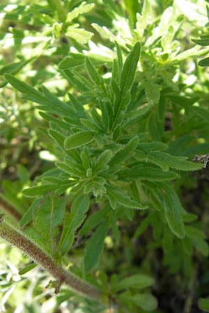 Veronica austriaca subsp. jacquinii \ Jacquins Ehrenpreis, Kroatien Velebit Oltare 29.6.2010