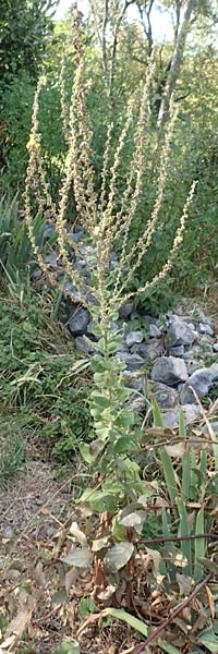 Verbascum speciosum / Hungarian Mullein, Croatia Rijeka-Trsat 15.8.2016