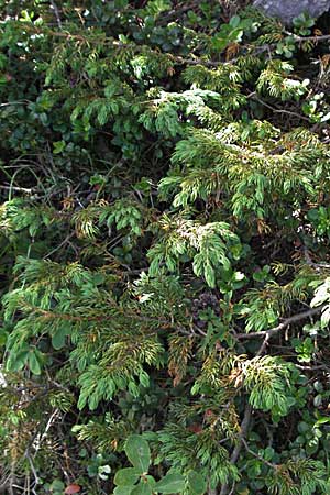 Juniperus communis subsp. nana \ Zwerg-Wacholder, Kroatien Velebit Zavizan 17.7.2007