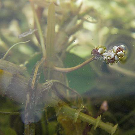 Potamogeton friesii ? \ Stachelspitziges Laichkraut / Fries' Pontweed, Kroatien/Croatia Otočac 18.7.2007