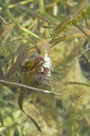 Potamogeton friesii ? / Fries' Pontweed, Croatia Otočac 18.7.2007