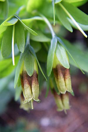 Cerinthe glabra \ Kahle Wachsblume, Alpen-Wachsblume / Smooth Honeywort, Kroatien/Croatia Velebit Zavizan 4.6.2008