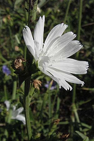 Cichorium intybus \ Gemeine Wegwarte, Zichorie, Kroatien Istrien, Rabac 15.7.2007