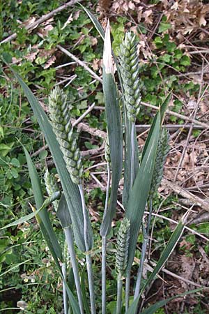 Triticum aestivum \ Saat-Weizen, Weich-Weizen / Bread Wheat, Kroatien/Croatia Istrien/Istria, Zminj 5.6.2008