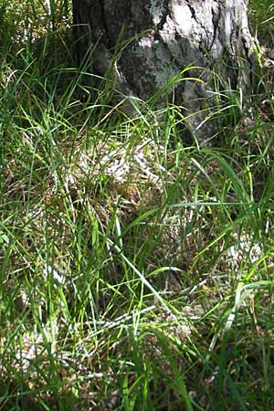 Festuca spec1 ? / Fescue, Croatia Učka 28.6.2010