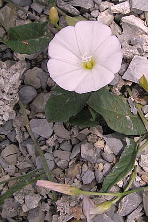 Convolvulus arvensis \ Acker-Winde / Field Bindweed, Kroatien/Croatia Istrien/Istria, Gračišće 27.5.2006