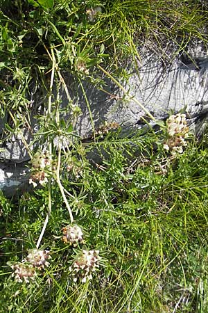 Anthyllis vulneraria subsp. carpatica ? \ Karpaten-Wundklee / Carpathian Kidney Vetch, Kroatien/Croatia Velebit Oltare 29.6.2010