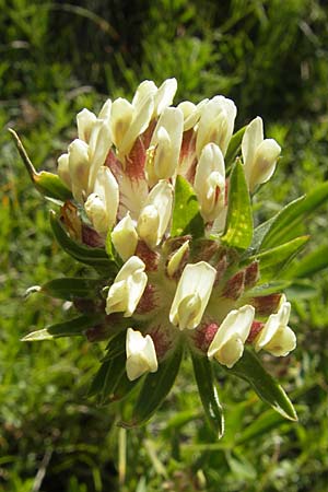 Anthyllis vulneraria subsp. carpatica ? \ Karpaten-Wundklee, Kroatien Velebit Oltare 29.6.2010