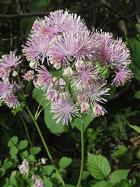Thalictrum aquilegiifolium \ Groe Wiesenraute, Akeleiblttrige Wiesenraute / French Meadow-Rue, Kroatien/Croatia Velebit Oltare 31.5.2006