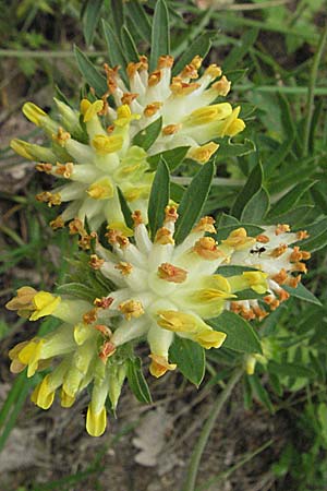 Anthyllis vulneraria subsp. polyphylla \ Steppen-Wundklee, Ungarischer Wundklee / Many-Leaved Kidney Vetch, Kroatien/Croatia Istrien/Istria, Gračišće 27.5.2006