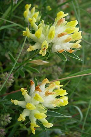 Anthyllis vulneraria subsp. polyphylla \ Steppen-Wundklee, Ungarischer Wundklee, Kroatien Velebit 3.6.2008