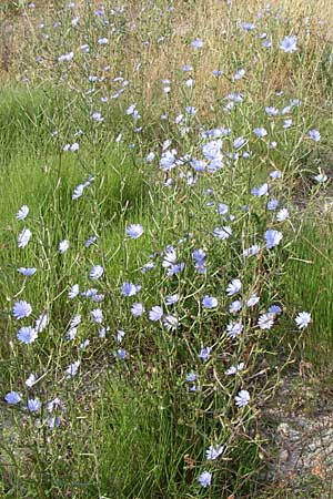 Cichorium intybus \ Gemeine Wegwarte, Zichorie / Chicory, Kroatien/Croatia Šibenik 3.6.2008