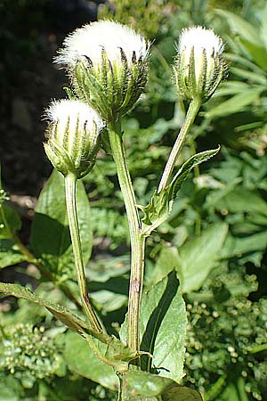 Crepis blattarioides \ Schabenkraut-Pippau / Moth-Mullein Hawk's-Beard, Kroatien/Croatia Risnjak 14.8.2016