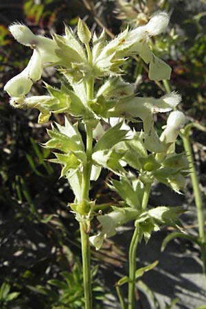 Stachys subcrenata \ Karst-Ziest, Schwachgezhnter Ziest, Kroatien Velebit 16.7.2007