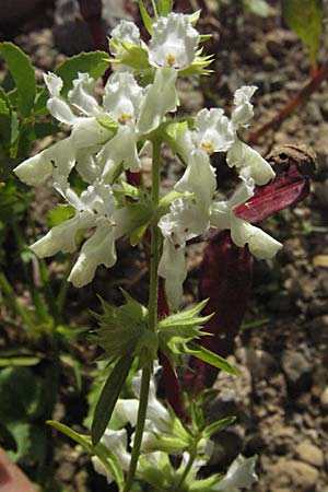 Stachys annua / Annual Yellow Woundwort, Croatia Gospic 17.7.2007