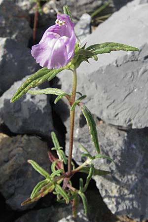 Galeopsis angustifolia \ Schmalblttriger Hohlzahn, Kroatien Karlobag 17.7.2007