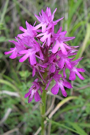 Anacamptis pyramidalis subsp. serotina \ Späte Pyramidenorchis, Kroatien,  Istrien, Motovun 6.6.2008 