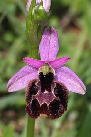 Ophrys bertolonii x untchjii, Kroatien/Croatia,  Cres 10.5.2010 (Photo: Roko Cicmir)