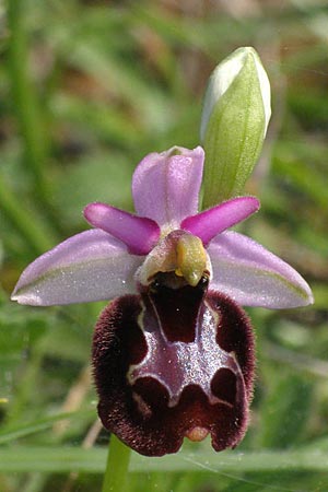 Ophrys bertolonii x untchjii, Kroatien/Croatia,  Cres 10.5.2010 (Photo: Roko Cicmir)