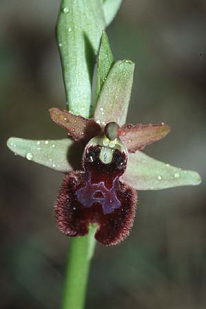 Ophrys bertolonii x incubacea, Kroatien/Croatia,  Hvar, Gdinj 6.4.2006 