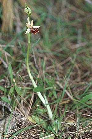 Ophrys exaltata subsp. cephalonica \ Kefalonia-Ragwurz / Cephalonia Orchid, Kroatien/Croatia,  Gruda 3.4.2006 