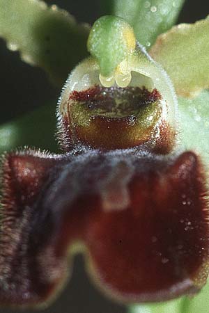 Ophrys cephalonica, Kroatien/Croatia Gruda 3.4.06