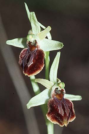 Ophrys exaltata subsp. cephalonica \ Kefalonia-Ragwurz, Kroatien,  Gruda 3.4.2006 