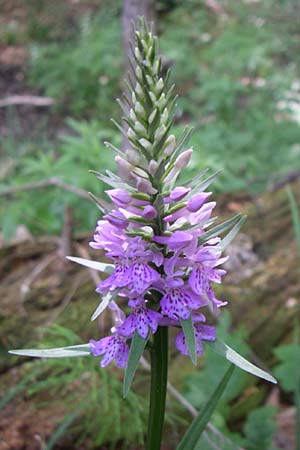 Dactylorhiza fuchsii \ Fuchssche Fingerwurz, Fuchssches Knabenkraut / Common Spotted Orchid, Kroatien/Croatia,  Plitvicka 1.6.2008 