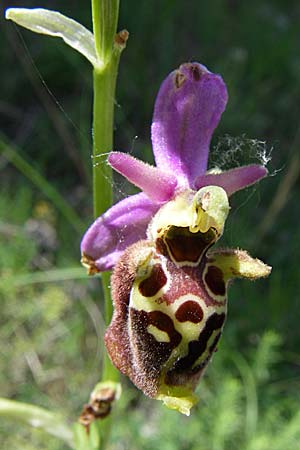 Ophrys dinarica \ Dinarische Ragwurz / Dinarian Orchid, Kroatien/Croatia,  Kljake 2.6.2008 