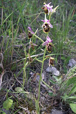 Ophrys dinarica \ Dinarische Ragwurz / Dinarian Orchid, Kroatien/Croatia,  Kljake 2.6.2008 