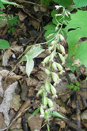 Epipactis greuteri \ Greuters Ständelwurz / Greuter's Helleborine (Samenstand / seed stem), Kroatien/Croatia,  Medvednica 1.8.2011 