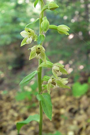 Epipactis nordeniorum \ Nordens Ständelwurz / Norden's Helleborine, Kroatien/Croatia,  Medvednica 1.8.2011 