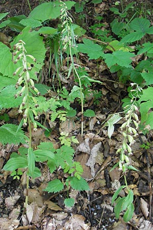 Epipactis greuteri \ Greuters Ständelwurz / Greuter's Helleborine (Samenstand / seed stem), Kroatien/Croatia,  Medvednica 1.8.2011 