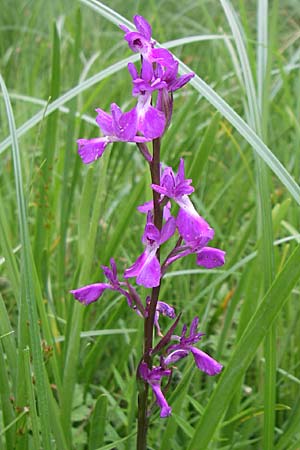 Anacamptis palustris subsp. elegans \ Elegantes Sumpf-Knabenkraut, Kroatien,  Visovac 2.6.2008 