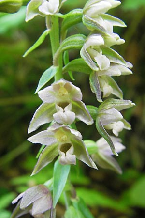 Epipactis nordeniorum \ Nordens Ständelwurz / Norden's Helleborine, Kroatien/Croatia,  Medvednica 1.8.2011 