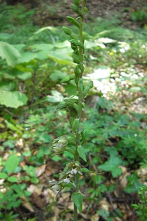 Epipactis nordeniorum \ Nordens Ständelwurz / Norden's Helleborine, Kroatien/Croatia,  Medvednica 1.8.2011 