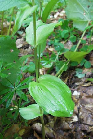 Epipactis nordeniorum \ Nordens Ständelwurz / Norden's Helleborine, Kroatien/Croatia,  Medvednica 1.8.2011 