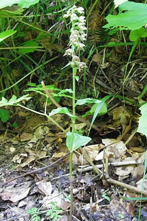 Epipactis nordeniorum \ Nordens Ständelwurz / Norden's Helleborine, Kroatien/Croatia,  Medvednica 1.8.2011 