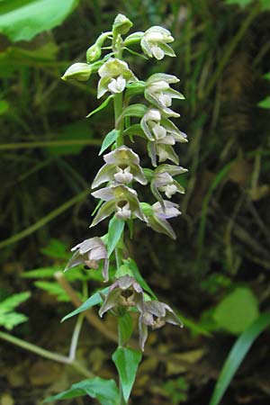 Epipactis nordeniorum \ Nordens Ständelwurz / Norden's Helleborine, Kroatien/Croatia,  Medvednica 1.8.2011 