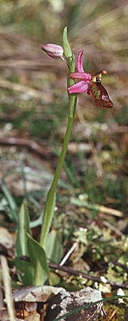Ophrys flavicans \ Dalmatinische Ragwurz / Dalmatian Bee Orchid, Kroatien/Croatia,  Sibenik 2.4.2006 