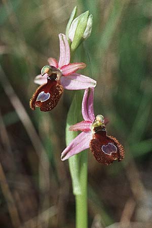 Ophrys flavicans \ Dalmatinische Ragwurz / Dalmatian Bee Orchid, Kroatien/Croatia,  Sibenik 2.4.2006 