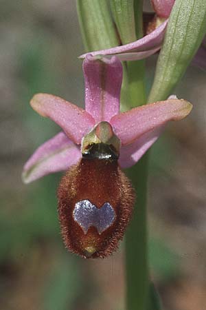 Ophrys flavicans \ Dalmatinische Ragwurz / Dalmatian Bee Orchid, Kroatien/Croatia,  Sibenik 2.4.2006 