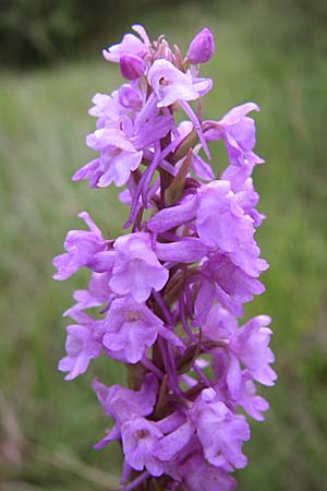 Gymnadenia conopsea s.l. \ Mücken-Händelwurz / Common Fragrant Orchid, Kroatien/Croatia,  Istrien/Istria, Gracisce 5.6.2008 