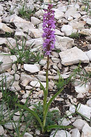 Gymnadenia conopsea s.l. \ Mücken-Händelwurz / Common Fragrant Orchid, Kroatien/Croatia,  Ucka 6.6.2008 