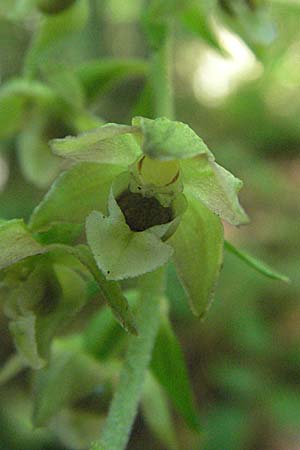 Epipactis greuteri \ Greuters Ständelwurz / Greuter's Helleborine, Kroatien/Croatia,  Velebit 16.7.2007 