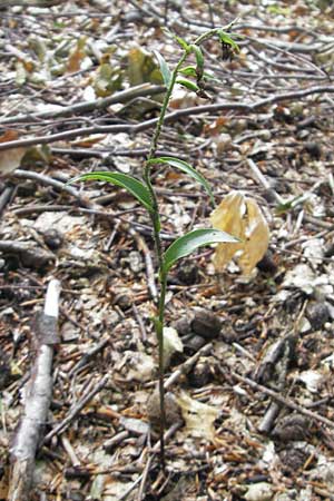 Epipactis exilis \ Zierliche Ständelwurz, Kroatien/Croatia,  Medvednica 18.7.2010 