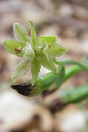 Epipactis exilis \ Zierliche Ständelwurz, Kroatien,  Medvednica 18.7.2010 