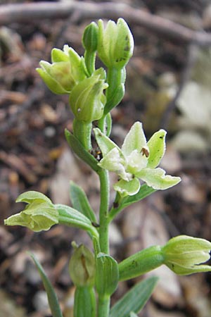 Epipactis exilis \ Zierliche Ständelwurz, Kroatien/Croatia,  Medvednica 18.7.2010 